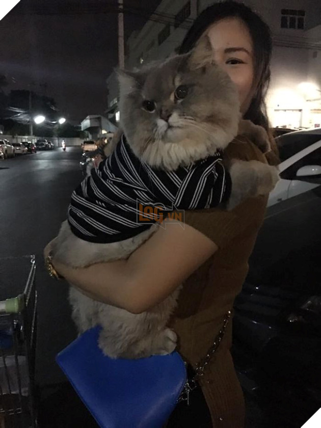 Mê xỉu với mèo béo như khủng long tẩm bột nhưng suốt ngày nũng nịu đeo ba lô cute 10