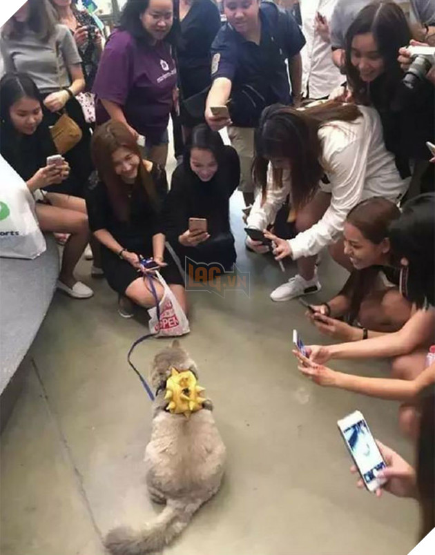 Mê xỉu với mèo béo như khủng long tẩm bột nhưng suốt ngày nũng nịu đeo ba lô cute 8