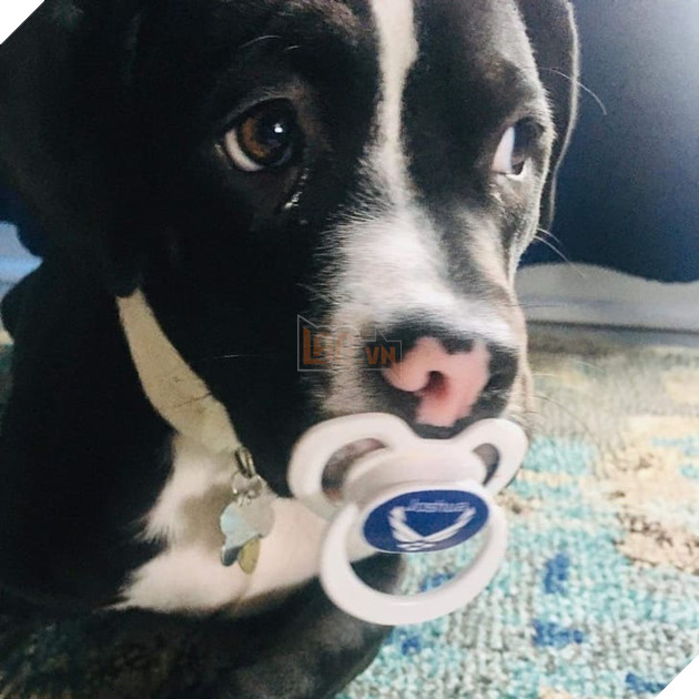 15 hình ảnh các bé chó mèo có biểu cảm giống như con người khiến bạn chỉ muốn yêu thương chúng mãi 5