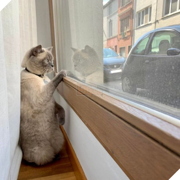 15 hình ảnh các bé chó mèo có biểu cảm giống như con người khiến bạn chỉ muốn yêu thương chúng mãi 2