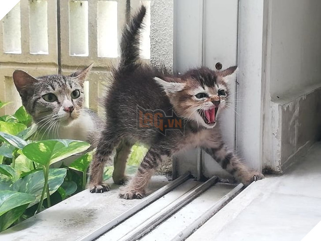 15 hình ảnh các bé chó mèo có biểu cảm giống như con người khiến bạn chỉ muốn yêu thương chúng mãi 6