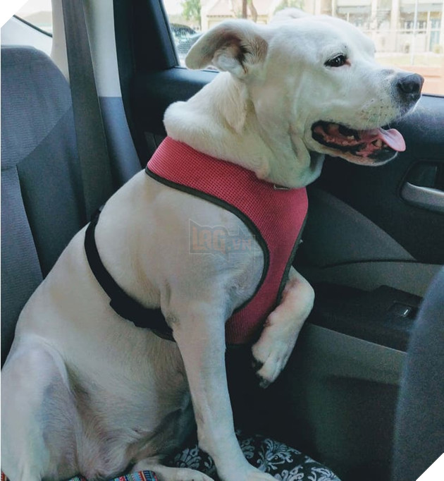 15 hình ảnh các bé chó mèo có biểu cảm giống như con người khiến bạn chỉ muốn yêu thương chúng mãi 14