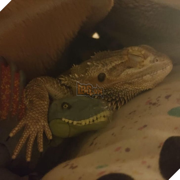 15 hình ảnh các bé chó mèo có biểu cảm giống như con người khiến bạn chỉ muốn yêu thương chúng mãi 7