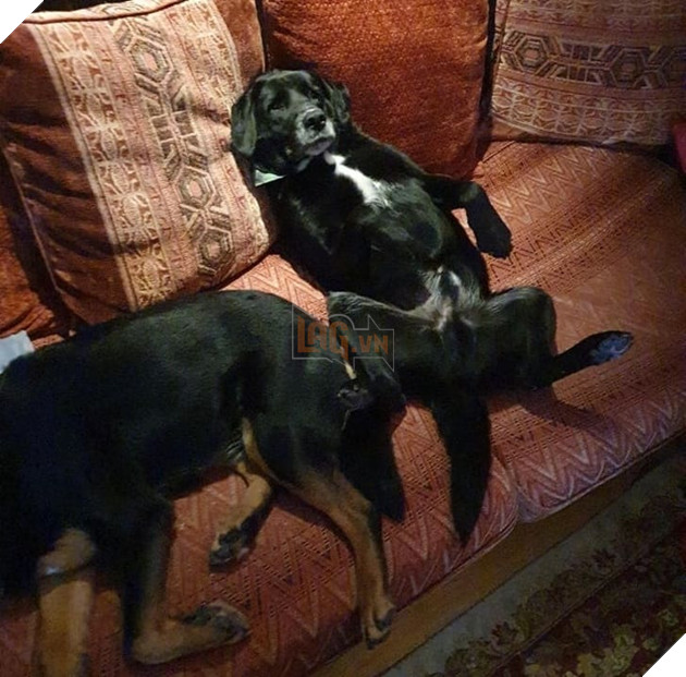 15 hình ảnh các bé chó mèo có biểu cảm giống như con người khiến bạn chỉ muốn yêu thương chúng mãi 3