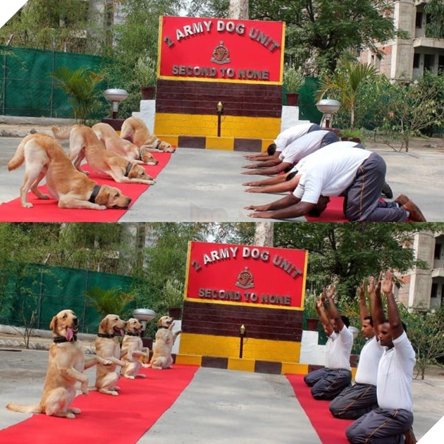 15 hình ảnh các bé chó mèo có biểu cảm giống như con người khiến bạn chỉ muốn yêu thương chúng mãi 8