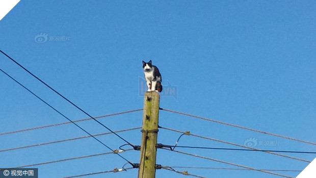 Anh: Ngắt điện cả khu vực để giải cứu chú mèo bị mắc kẹt trên cột điện suốt 24 tiếng đồng hồ - Ảnh 1.