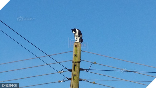 Anh: Ngắt điện cả khu vực để giải cứu chú mèo bị mắc kẹt trên cột điện suốt 24 tiếng đồng hồ - Ảnh 2.