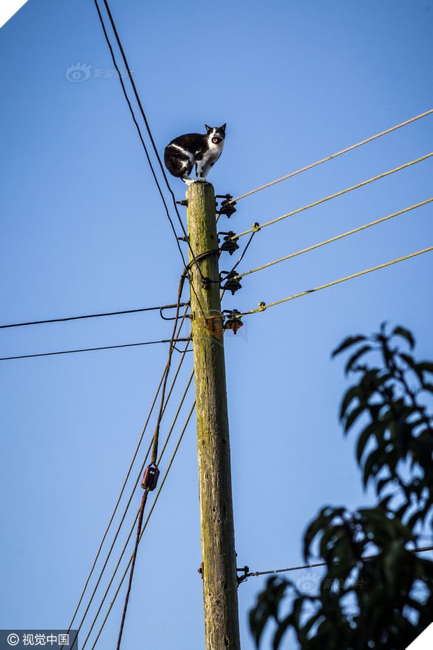 Anh: Ngắt điện cả khu vực để giải cứu chú mèo bị mắc kẹt trên cột điện suốt 24 tiếng đồng hồ - Ảnh 3.