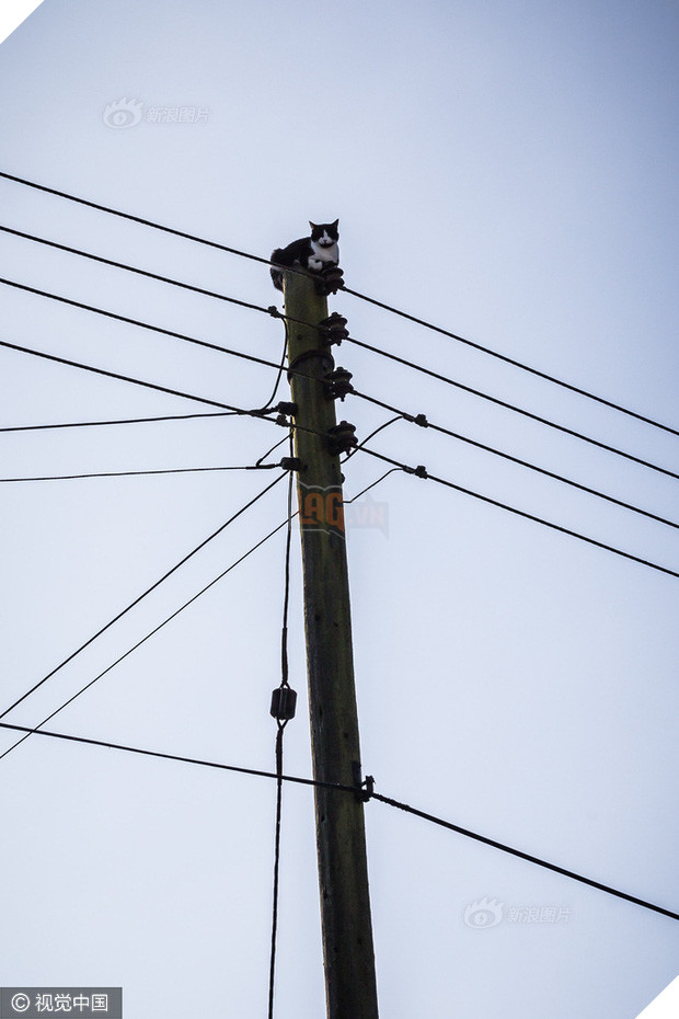 Anh: Ngắt điện cả khu vực để giải cứu chú mèo bị mắc kẹt trên cột điện suốt 24 tiếng đồng hồ - Ảnh 4.