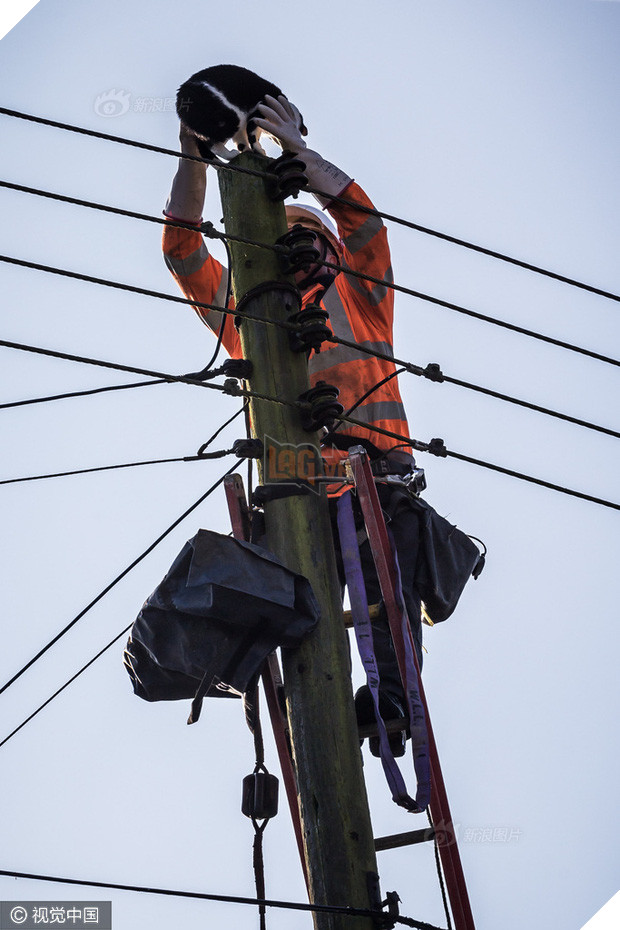 Anh: Ngắt điện cả khu vực để giải cứu chú mèo bị mắc kẹt trên cột điện suốt 24 tiếng đồng hồ - Ảnh 8.