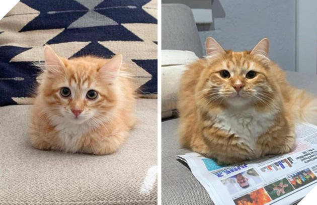 17 bé chó mèo lớn nhanh như thánh Gióng khiến cho các con sen phải bất ngờ 13