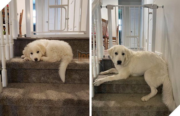 17 bé chó mèo lớn nhanh như thánh Gióng khiến cho các con sen phải bất ngờ 16