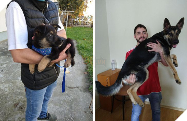 17 bé chó mèo lớn nhanh như thánh Gióng khiến cho các con sen phải bất ngờ 8