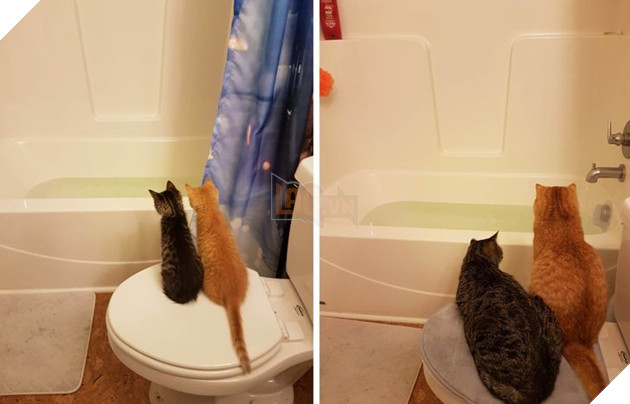 17 bé chó mèo lớn nhanh như thánh Gióng khiến cho các con sen phải bất ngờ