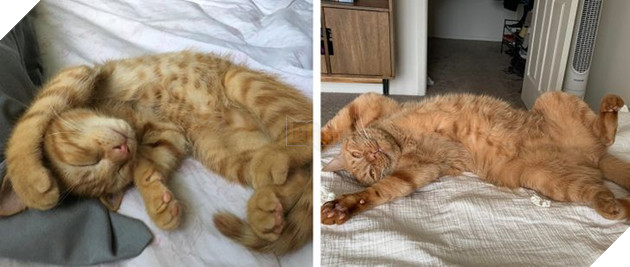 17 bé chó mèo lớn nhanh như thánh Gióng khiến cho các con sen phải bất ngờ 11