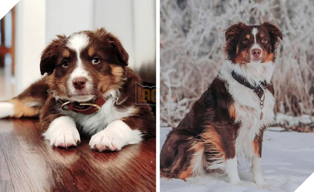 17 bé chó mèo lớn nhanh như thánh Gióng khiến cho các con sen phải bất ngờ 6