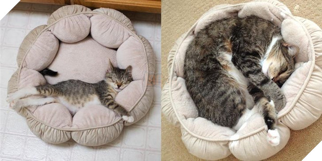 17 bé chó mèo lớn nhanh như thánh Gióng khiến cho các con sen phải bất ngờ 3