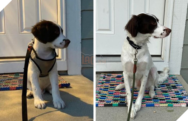 17 bé chó mèo lớn nhanh như thánh Gióng khiến cho các con sen phải bất ngờ 10