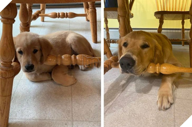 17 bé chó mèo lớn nhanh như thánh Gióng khiến cho các con sen phải bất ngờ 14