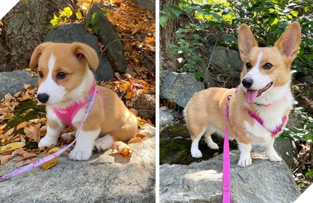 17 bé chó mèo lớn nhanh như thánh Gióng khiến cho các con sen phải bất ngờ 12