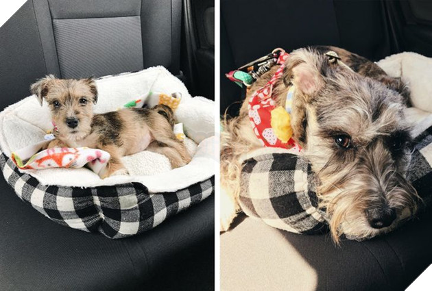 17 bé chó mèo lớn nhanh như thánh Gióng khiến cho các con sen phải bất ngờ 4