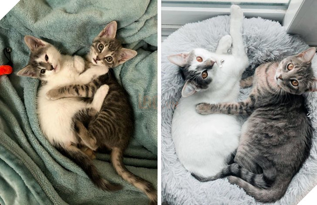 17 bé chó mèo lớn nhanh như thánh Gióng khiến cho các con sen phải bất ngờ 17