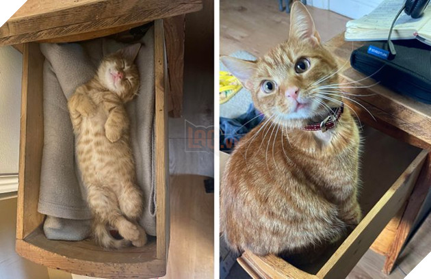 17 bé chó mèo lớn nhanh như thánh Gióng khiến cho các con sen phải bất ngờ 9