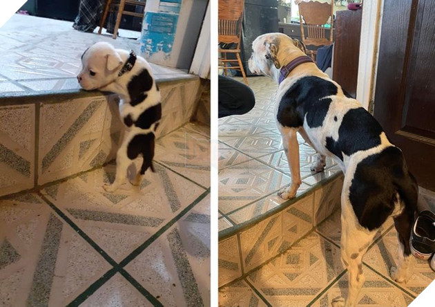 17 bé chó mèo lớn nhanh như thánh Gióng khiến cho các con sen phải bất ngờ 2