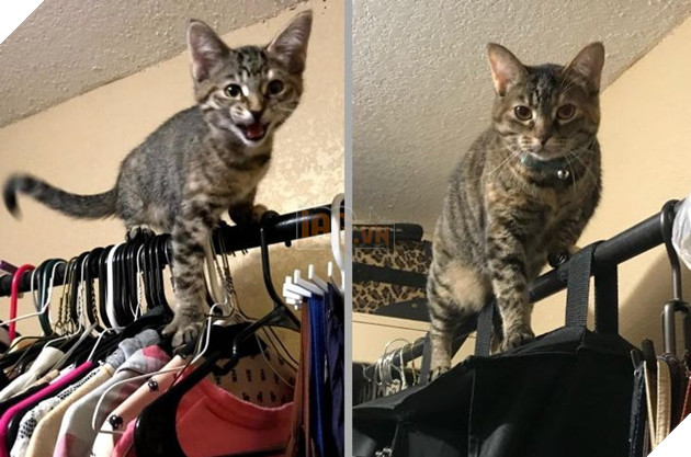 17 bé chó mèo lớn nhanh như thánh Gióng khiến cho các con sen phải bất ngờ 5