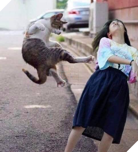 Bộ sưu tấp hình ảnh vui nhộn của những chú mèo khiến bạn phải cười mãi không thôi 2