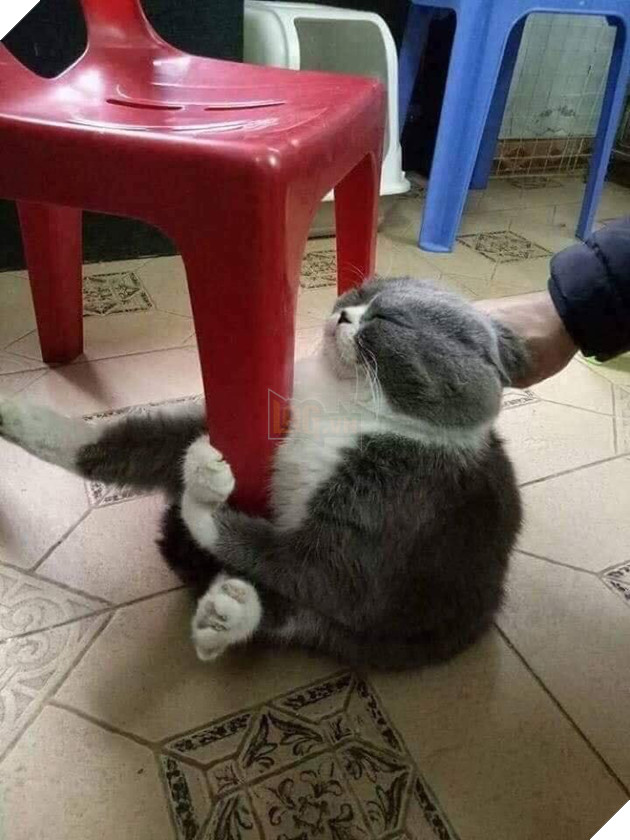 Bộ sưu tấp hình ảnh vui nhộn của những chú mèo khiến bạn phải cười mãi không thôi 3