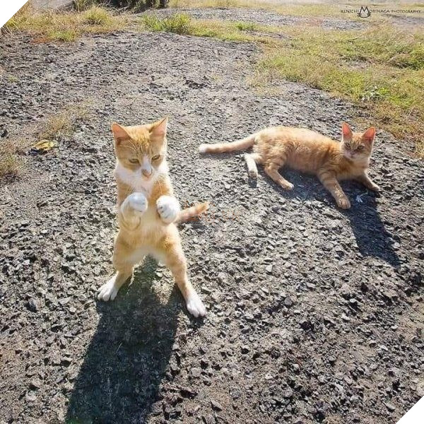 Bộ sưu tấp hình ảnh vui nhộn của những chú mèo khiến bạn phải cười mãi không thôi 4