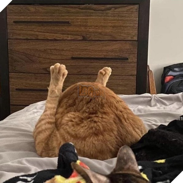 Bộ sưu tấp hình ảnh vui nhộn của những chú mèo khiến bạn phải cười mãi không thôi 6