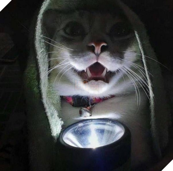 Bộ sưu tấp hình ảnh vui nhộn của những chú mèo khiến bạn phải cười mãi không thôi 7