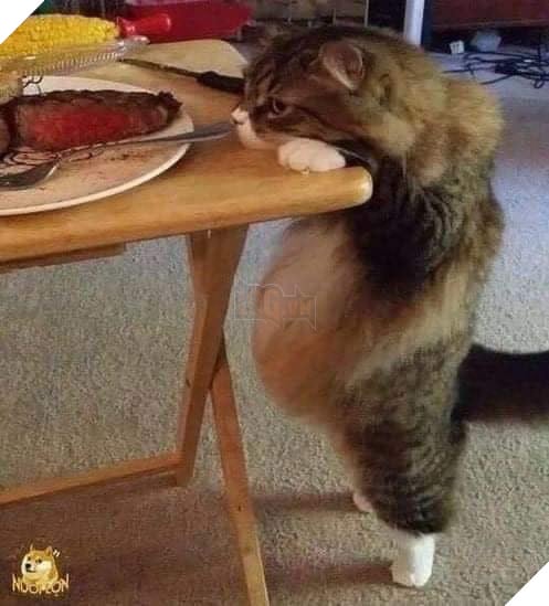 Bộ sưu tấp hình ảnh vui nhộn của những chú mèo khiến bạn phải cười mãi không thôi 8