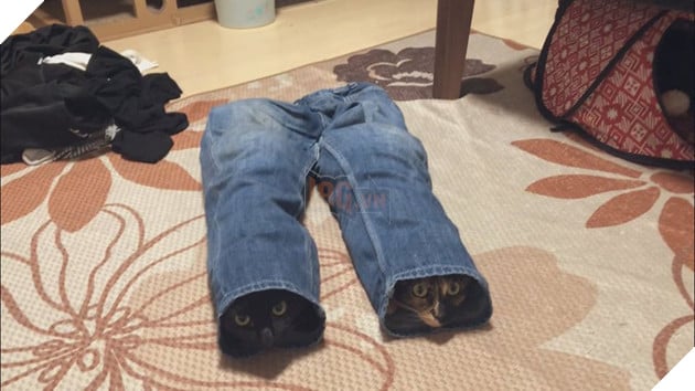 Bộ sưu tấp hình ảnh vui nhộn của những chú mèo khiến bạn phải cười mãi không thôi 9