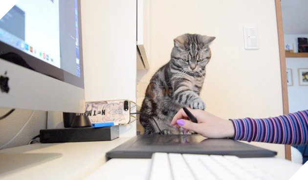 Bộ sưu tấp hình ảnh vui nhộn của những chú mèo khiến bạn phải cười mãi không thôi 10