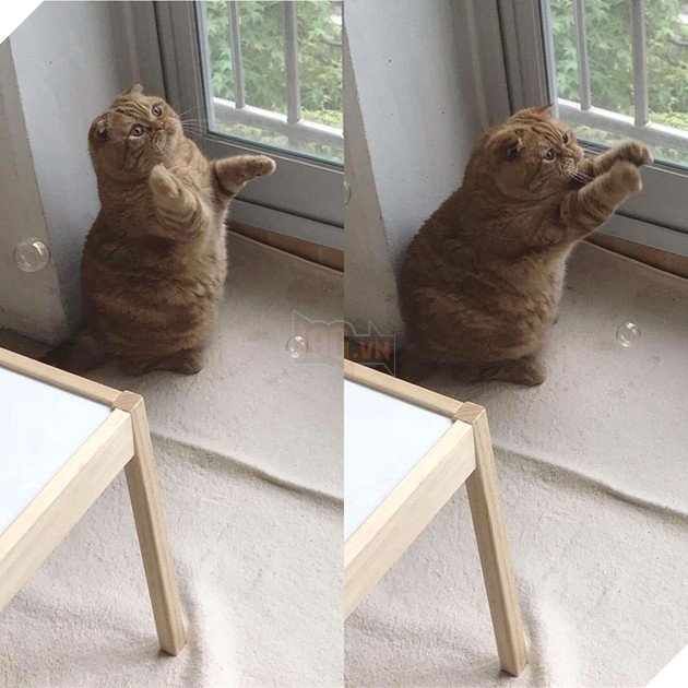 Bộ sưu tấp hình ảnh vui nhộn của những chú mèo khiến bạn phải cười mãi không thôi 11