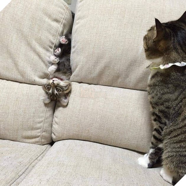 Bộ sưu tấp hình ảnh vui nhộn của những chú mèo khiến bạn phải cười mãi không thôi 12