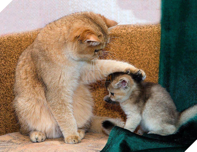 Bộ sưu tấp hình ảnh vui nhộn của những chú mèo khiến bạn phải cười mãi không thôi 13