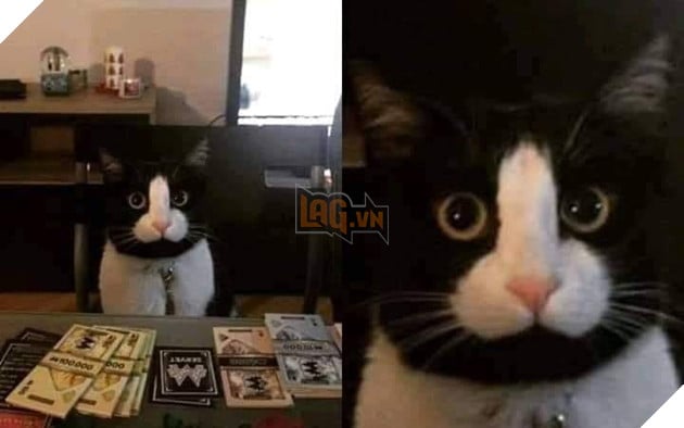 Bộ sưu tấp hình ảnh vui nhộn của những chú mèo khiến bạn phải cười mãi không thôi 14