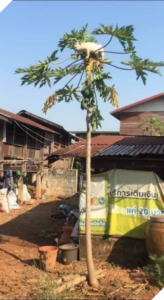 Bộ sưu tấp hình ảnh vui nhộn của những chú mèo khiến bạn phải cười mãi không thôi 15