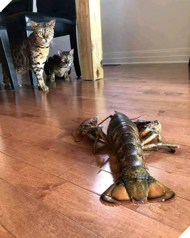 Bộ sưu tấp hình ảnh vui nhộn của những chú mèo khiến bạn phải cười mãi không thôi 16