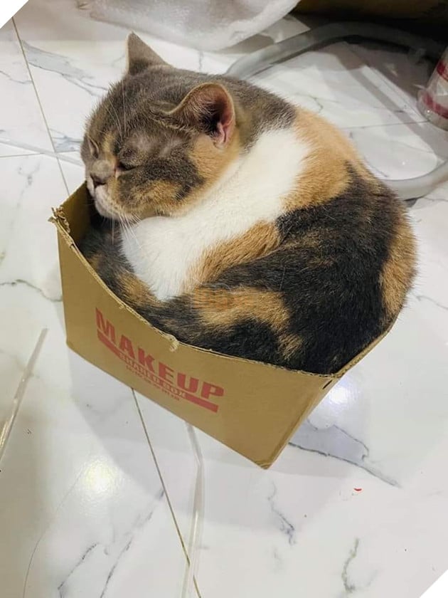 Bộ sưu tấp hình ảnh vui nhộn của những chú mèo khiến bạn phải cười mãi không thôi 17