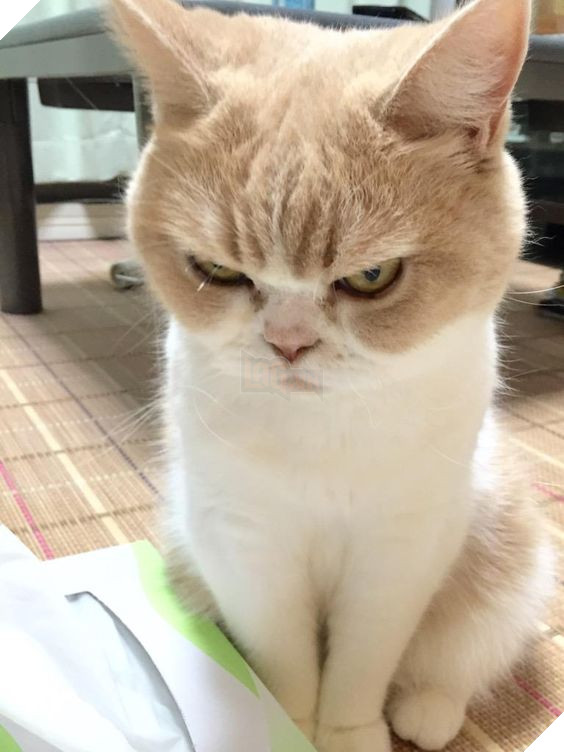 Bộ sưu tấp hình ảnh vui nhộn của những chú mèo khiến bạn phải cười mãi không thôi 19