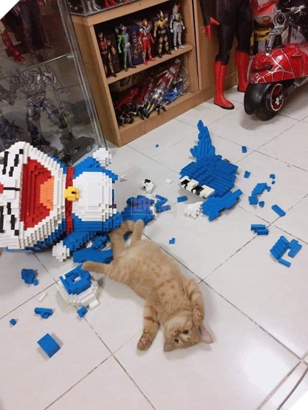 Bộ sưu tấp hình ảnh vui nhộn của những chú mèo khiến bạn phải cười mãi không thôi 20