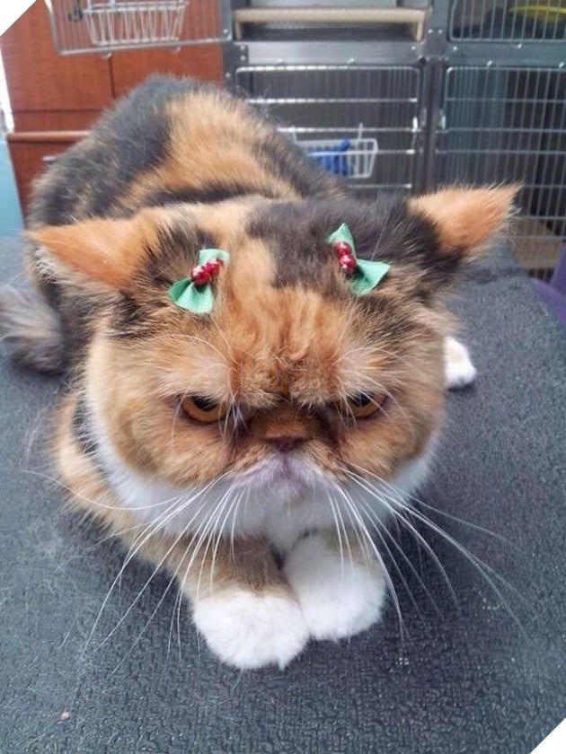 Bộ sưu tấp hình ảnh vui nhộn của những chú mèo khiến bạn phải cười mãi không thôi 21