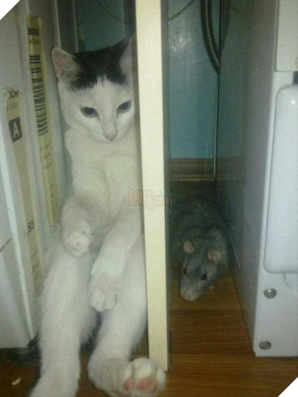 Bộ sưu tấp hình ảnh vui nhộn của những chú mèo khiến bạn phải cười mãi không thôi 22