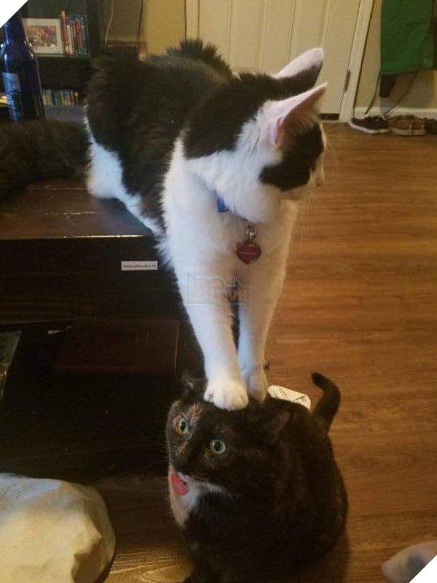 Bộ sưu tấp hình ảnh vui nhộn của những chú mèo khiến bạn phải cười mãi không thôi 23