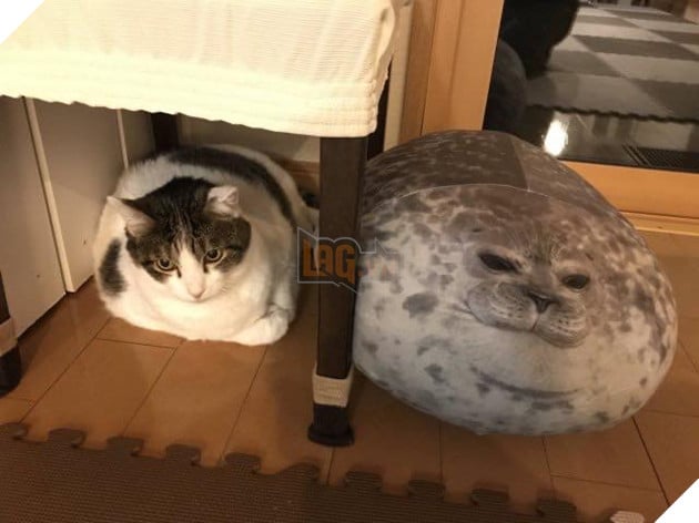 Bộ sưu tấp hình ảnh vui nhộn của những chú mèo khiến bạn phải cười mãi không thôi 24